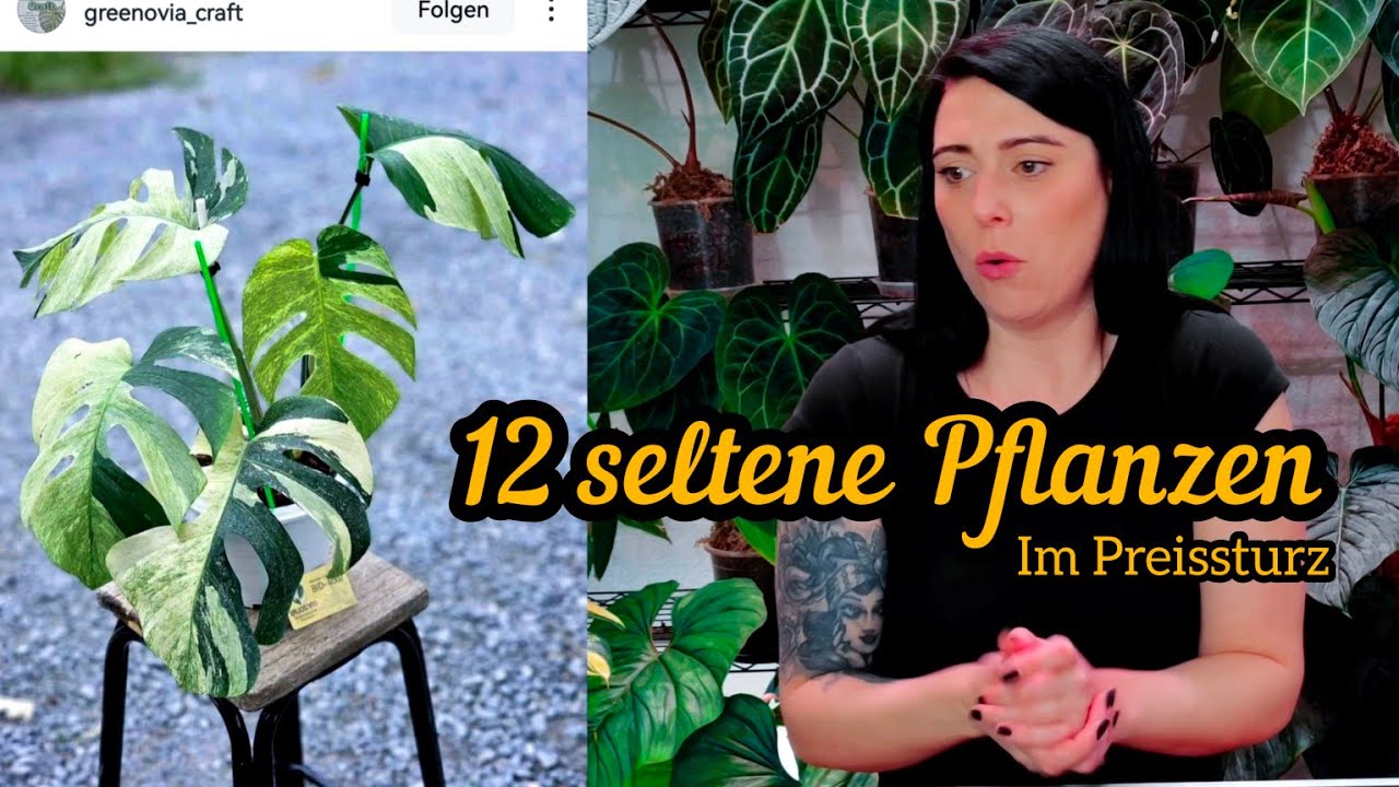 Warum die Preise so stark gefallen sind | seltene Zimmerpflanzen