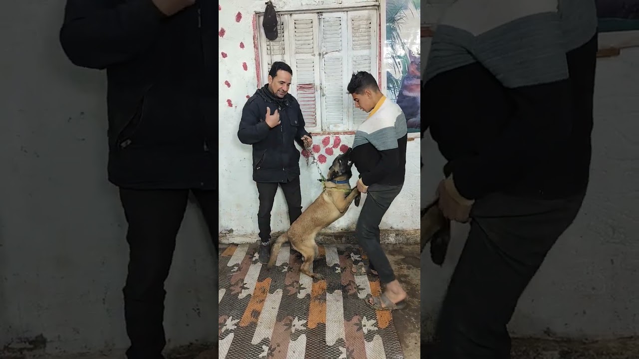 #البطل #سنبا #دكر #مالينو داخل اكاديميه الكابتن شمس لتدريب وتأهيل #الكلاب للأمن والحراسة المتقدمة