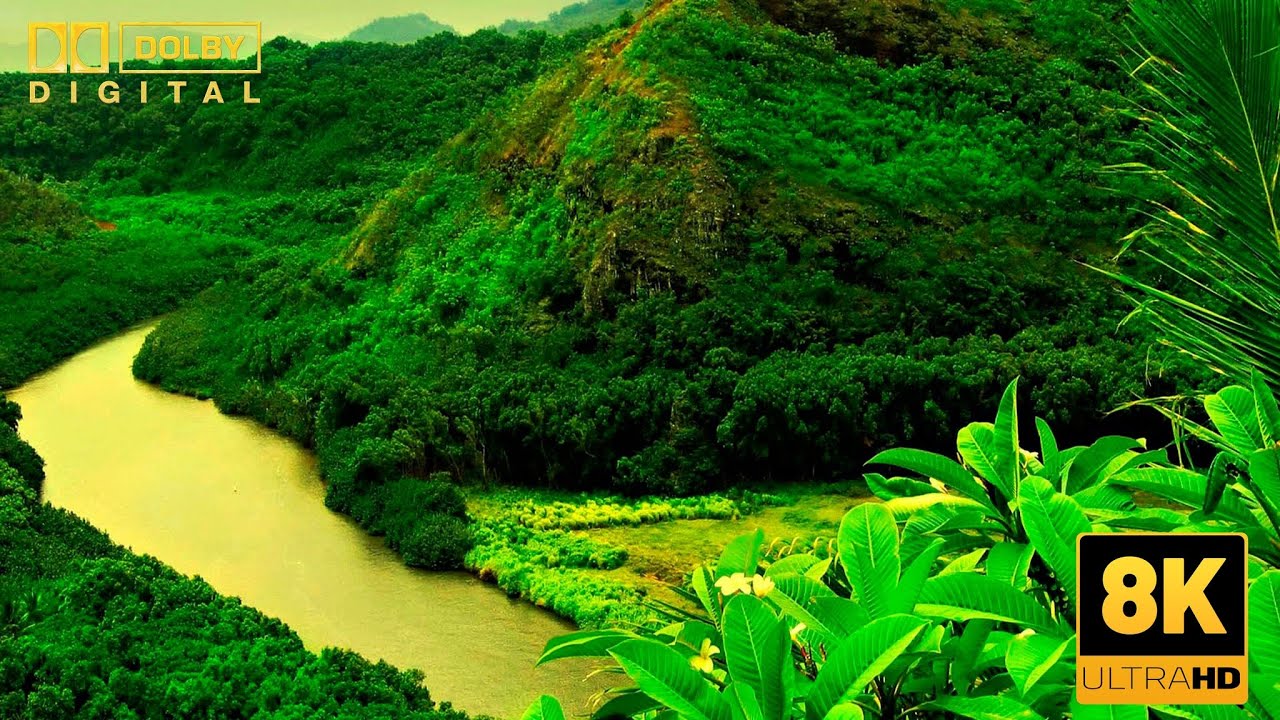🌲 Whispers of the Forest: Nature's Calm with Relaxing Music 🍃