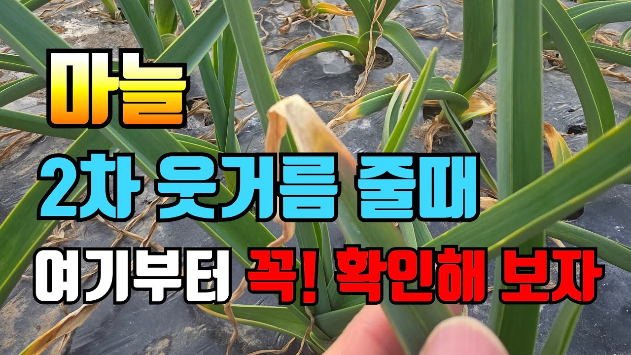 2차 웃거름 줄때 꼭 확인하고 해주세요?