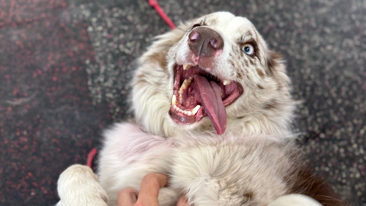 10 Minutes of THIS Once A Day Will Change Your Dogs LIFE!