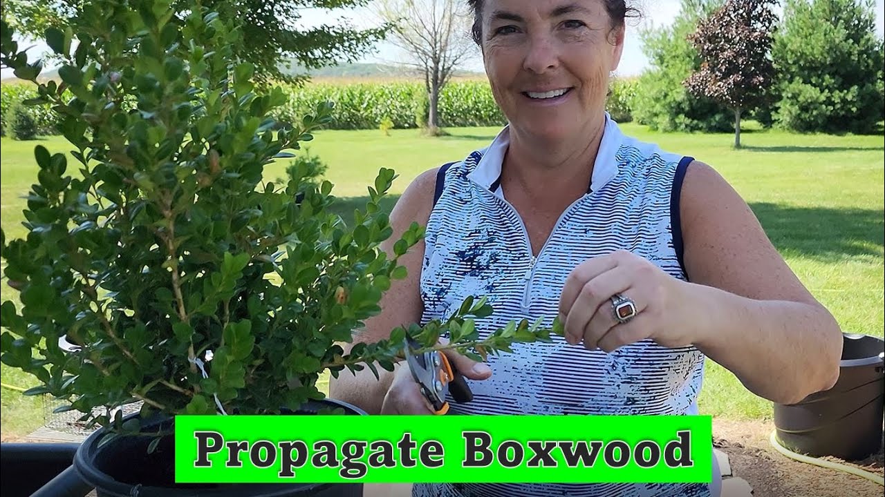 🌿Как размножить самшит с помощью обновлений. #zone4 #садоводство #размножение