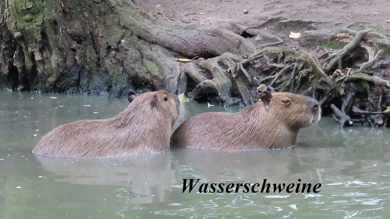 Im Wildpark Lüneburger Heide unterwegs (Teil 1)