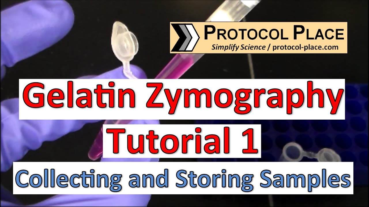 Gelatin Zymography Tutorial 1: Collecting and Storing Samples