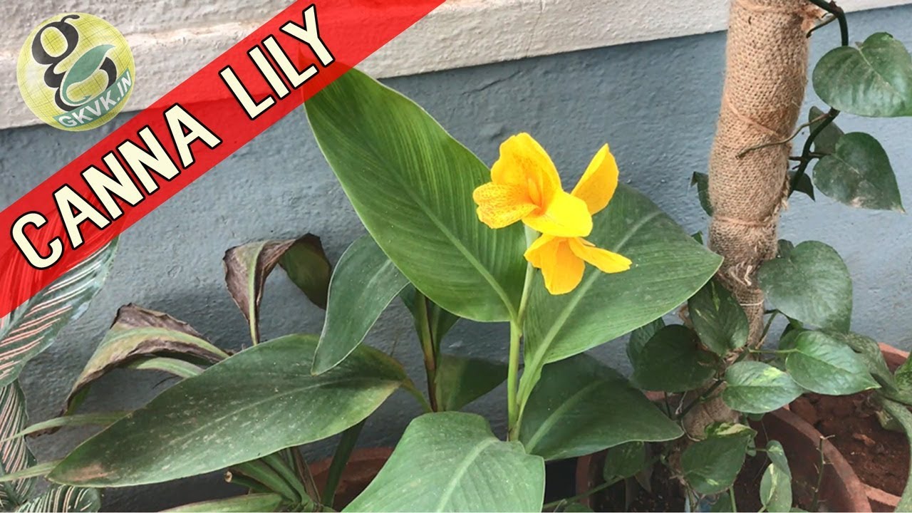 CANNA LILY Plant Care | How to Grow and Care Cannas | Propagation of Canna Lily