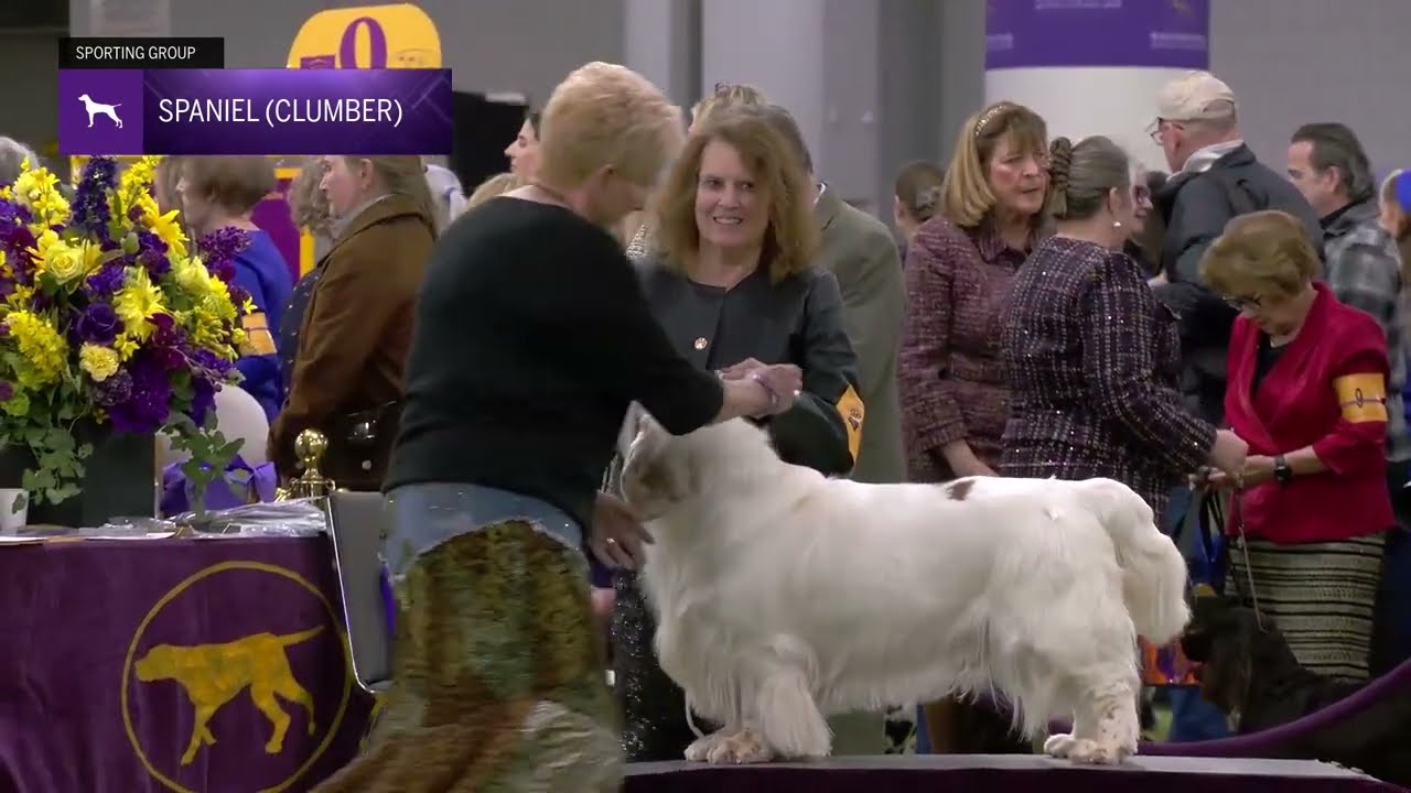 Spaniels (Clumber) | Breed Judging 2025