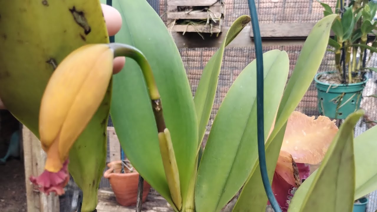 TUOR NO MEU ORQUIDÁRIO E MUDEI ALGUMAS ORQUÍDEAS DO LUGAR
