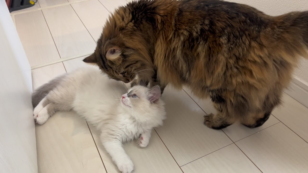 Big sister help Luna get the toy!