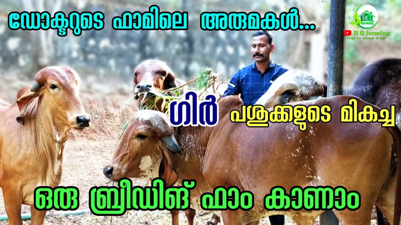 നല്ലയിനം ഗിർ പശുക്കളെ വാങ്ങാൻ പറ്റിയ ഒരു ഫാം / മികച്ച ഇനം ഗിർ പശുക്കളുടെ ഒരു ബ്രീഡിങ് ഫാം RG Farming