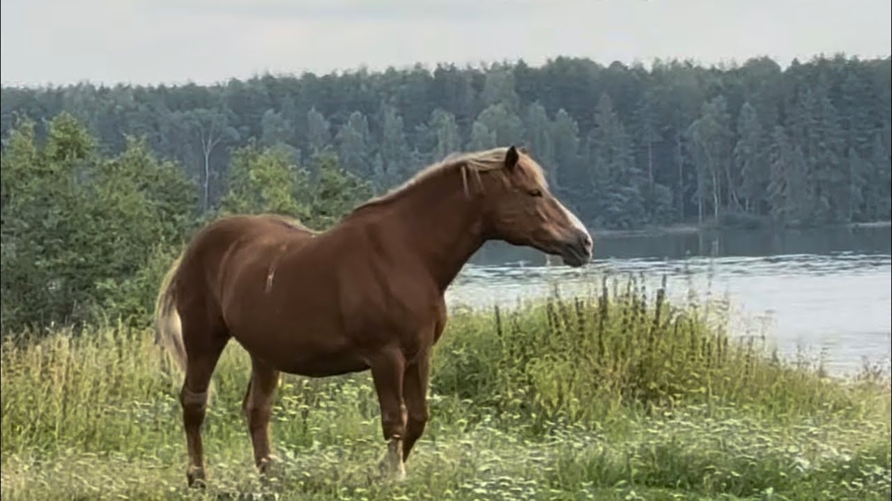 Meditation #horse #cavalo #kuda #घोड़ा #лошадь 