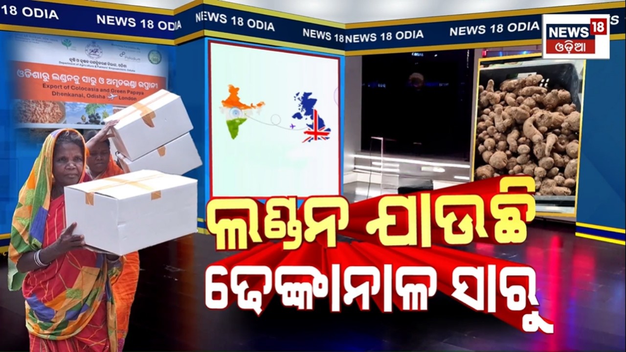 ଲଣ୍ଡନ ଗଲା ଢେଙ୍କାନାଳ ସାରୁ |Dhenkanal Farmers Eye Global Markets After London Export Success |OdiaNews