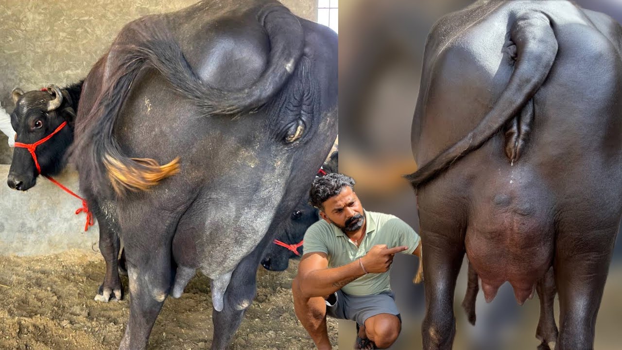 आज खरिदो अच्छे दूध वाली 6 भैंसे बिकाऊ दूध 12 से 20 लीटर । 6 Buffalo For Sale Kirshana Dairy Farm 