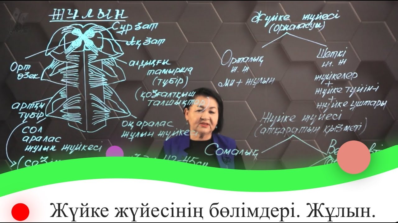 Жүйке жүйесінің бөлімдері. Жұлын. 7 сынып.
