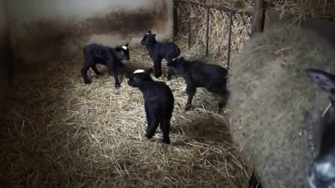 romanov lambs 2015 / romanovska jagnjad 2015