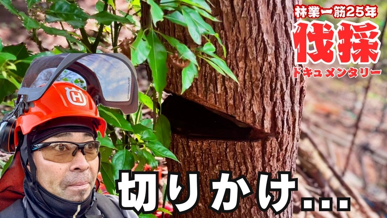【伐採SOS】受け口が残った危険木。住宅近接3本をウインチで安全伐採