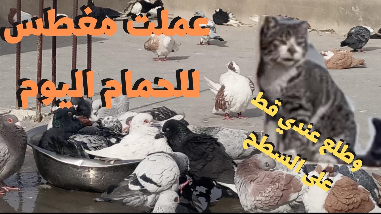 عودة فصل الربيع وعودة امراض الربيع  طرق الوقايه منها ودخول اكبر عدو(قط)