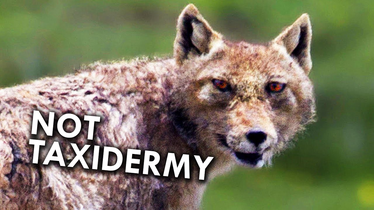 Tibetan Foxes Look Like Taxidermy Gone Wrong