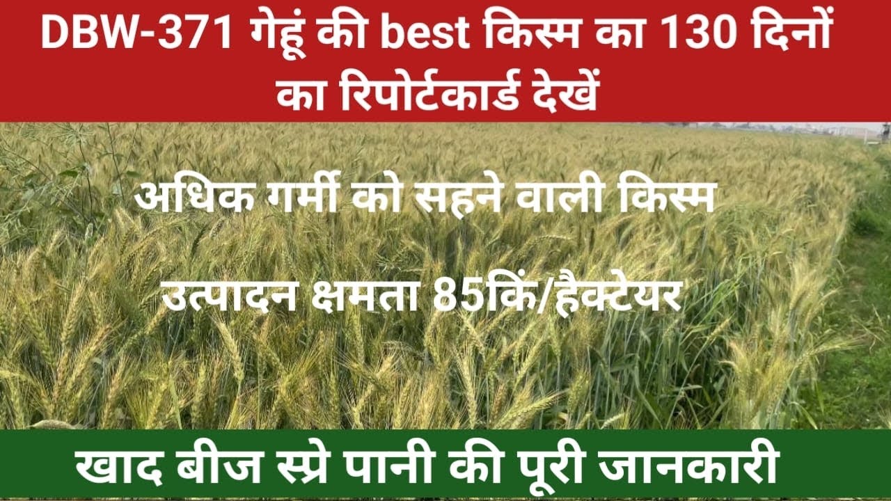 Dbw-371 गेहूँ की किस्म आज हो गई 130 दिन की।dbw-371 wheat variety #agriculture #wheatfarming #dbw-327