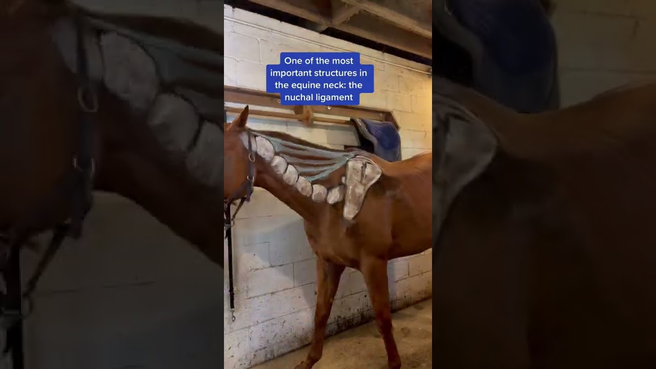 One of the Most Important Structures in the Equine Neck: The Nuchal Ligament