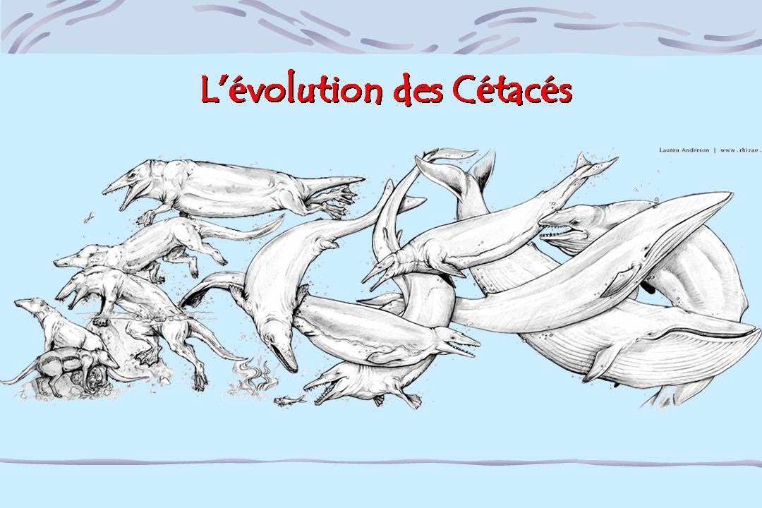Origine et évolution des baleines et des dauphins