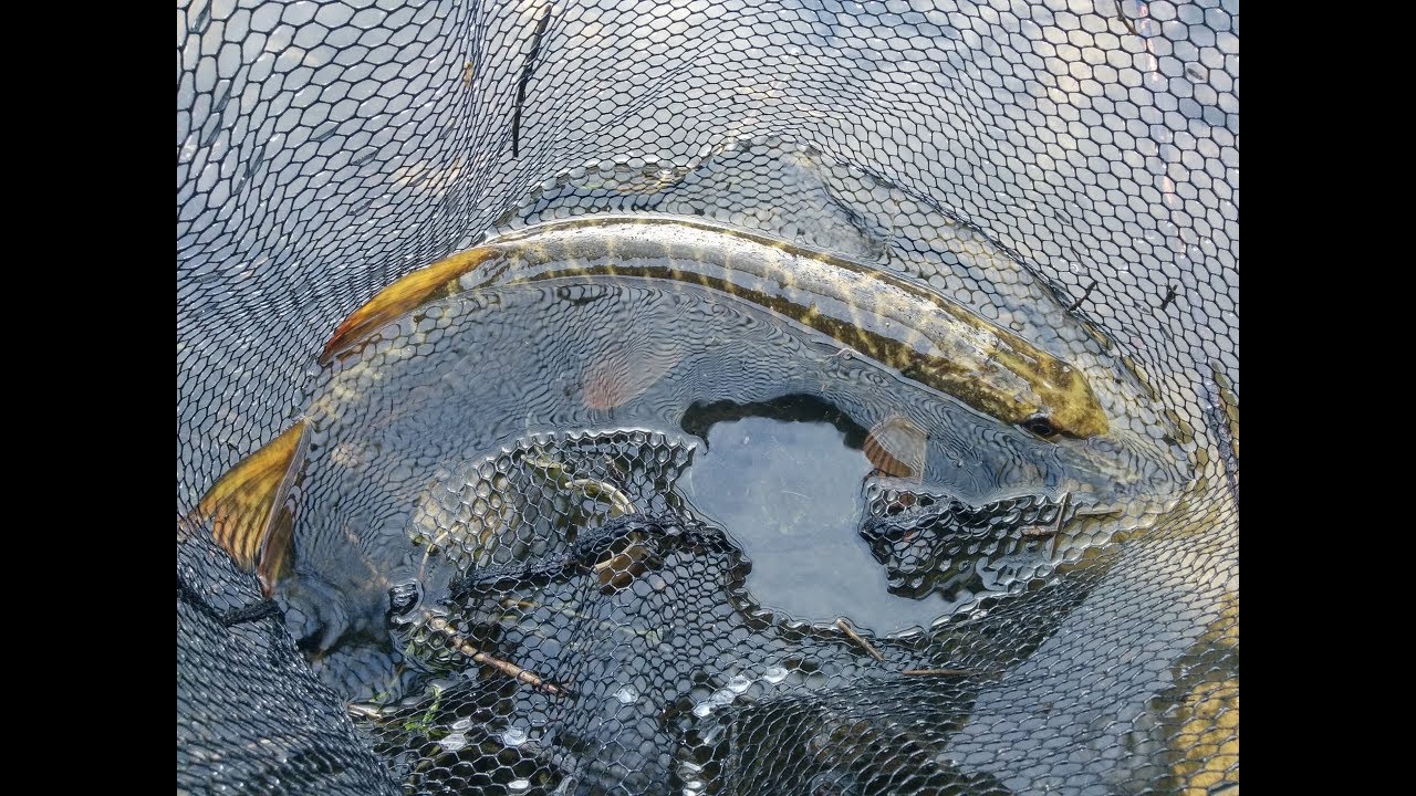 Fall for the pike | Queda para os lucios | SG Fat T-Tail