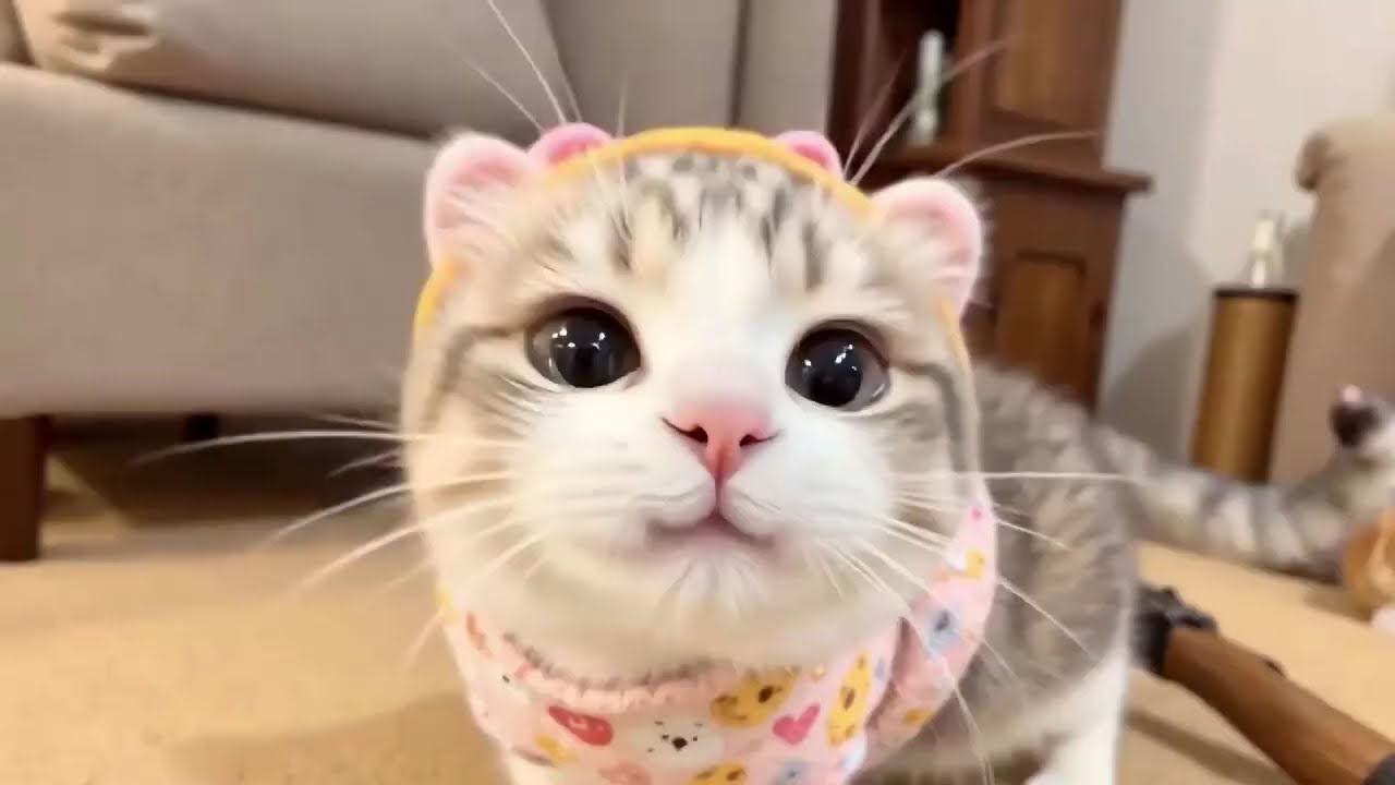 Hilarious Animal Moments Make You Smile #45
