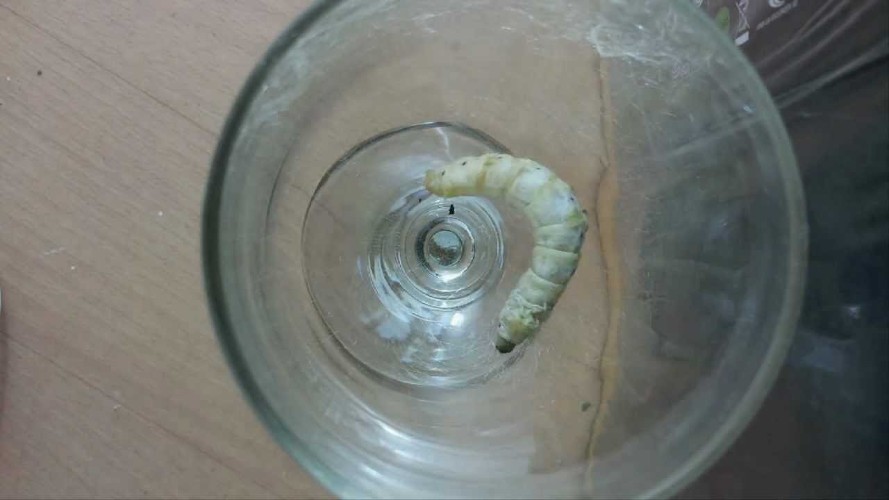 Life of a Silkworm - Time Lapse