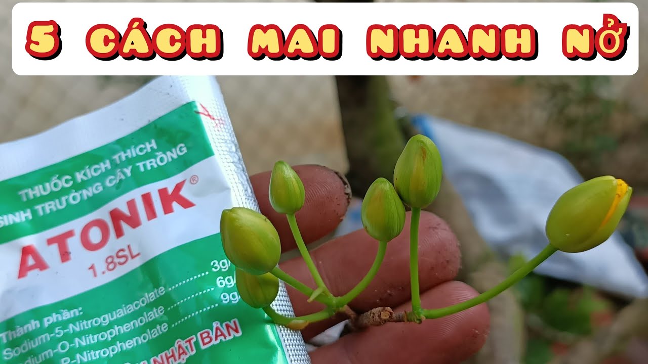 kỹ thuật kích nụ Mai nhanh nở | 5 bí quyết chia sẻ