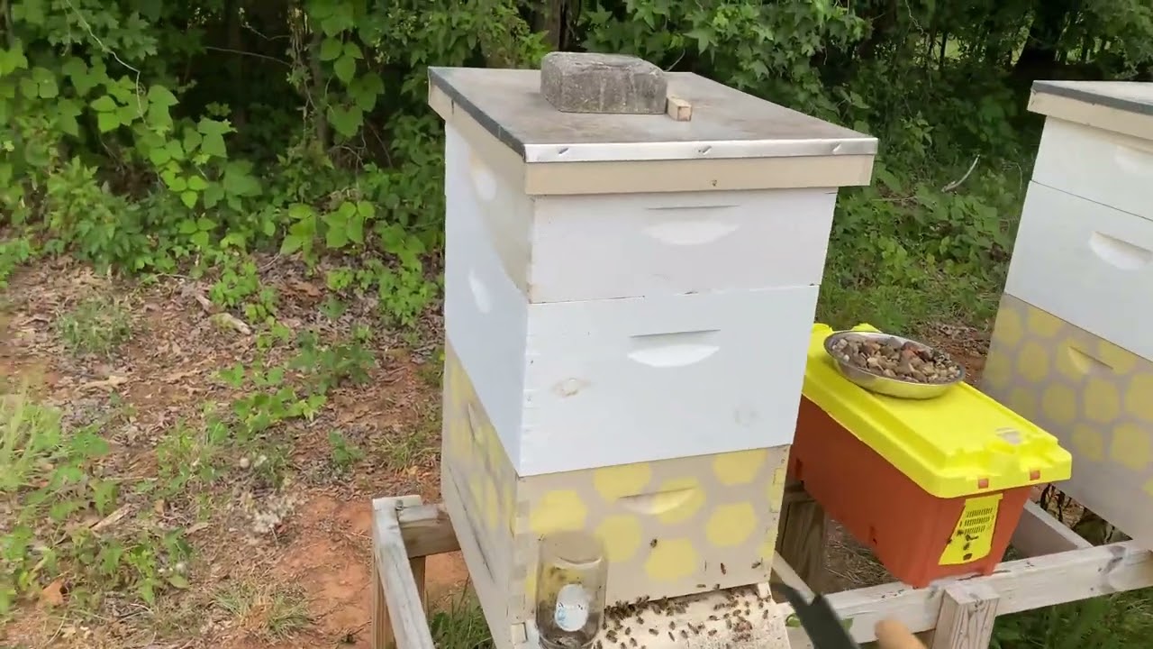Honey Bee Hive Inspection | North Alabama