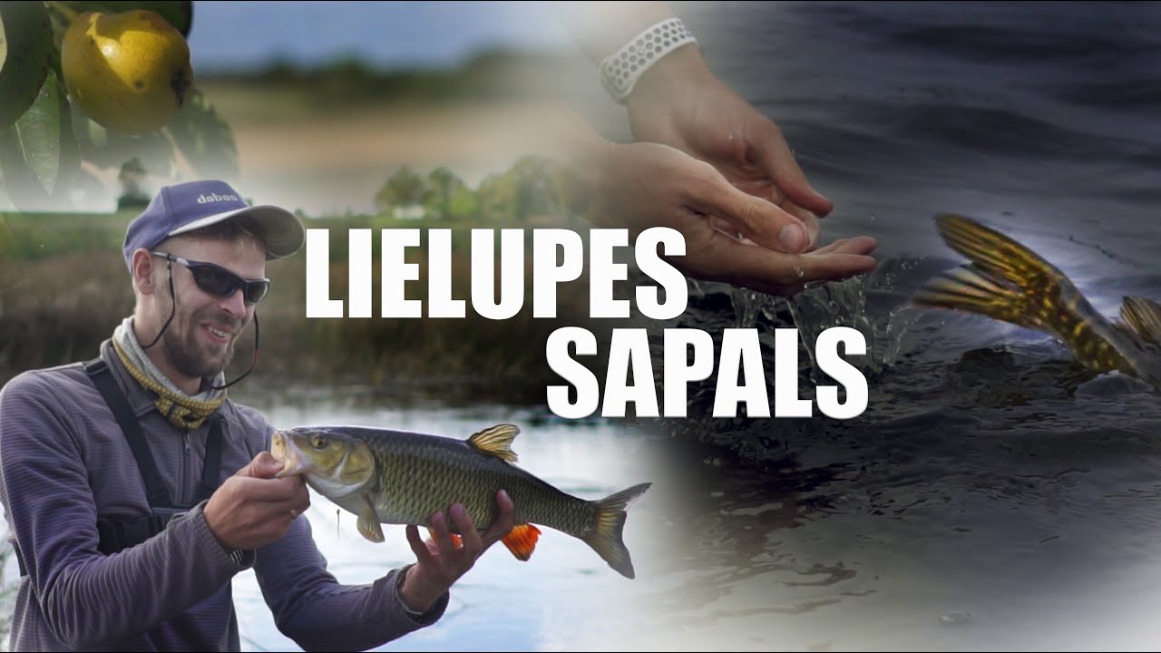 LIELUPES BRAUCIENS, NAKŠŅOŠANA TELTĪ, ĶERAM SAPALUS, CEPAM LĪŅUS UZ UGUNSKURA / DABAS BĒRNS