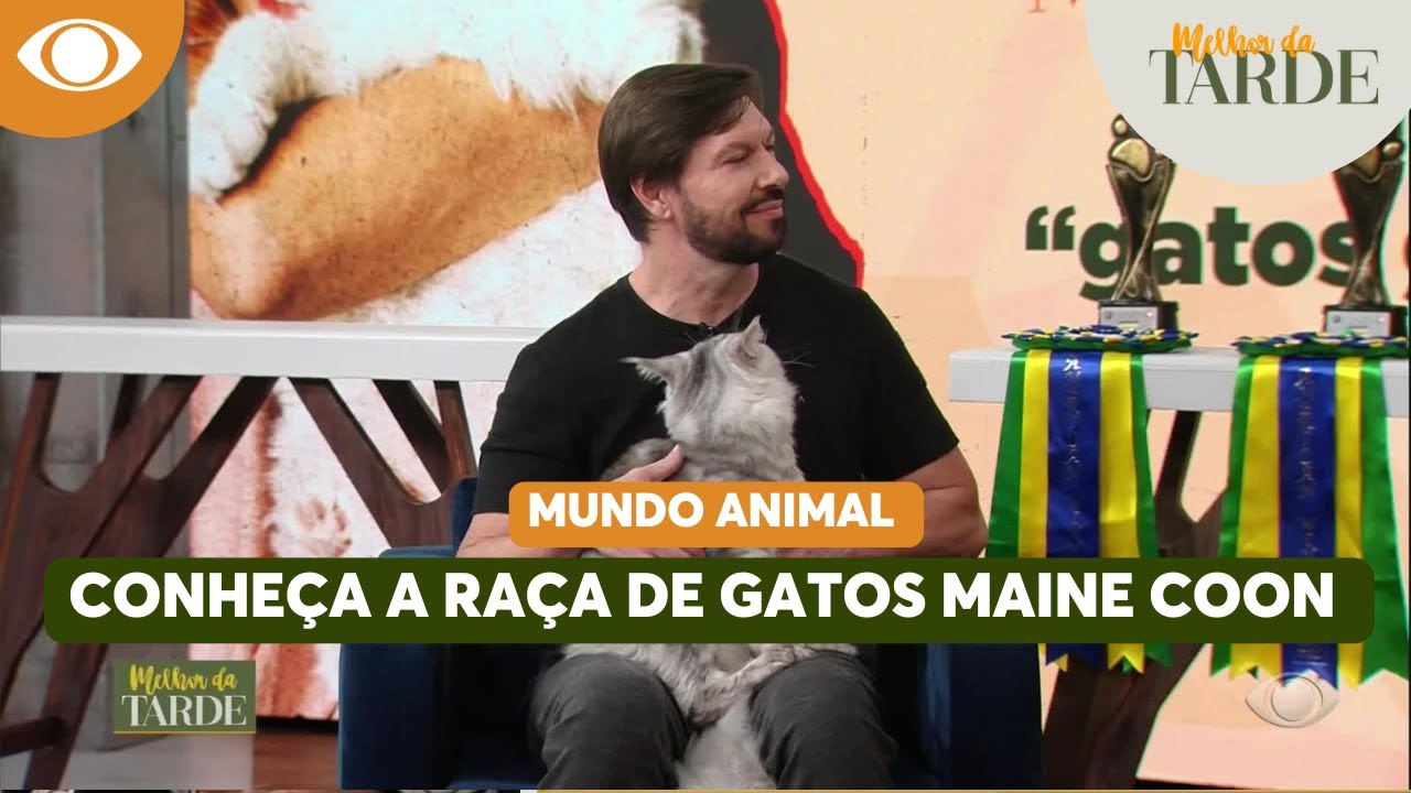 Maine Coon: Conheça mais sobre a raça dos gatos gigantes | Melhor da Tarde