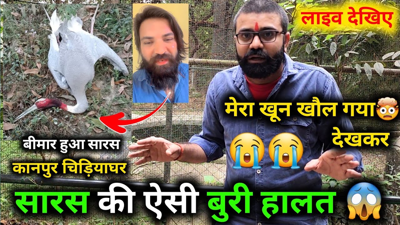 😱 सारस का कानपुर Zoo में ऐसी बुरी हालत Arif ने खाना पीना छोड़ दिया ! Saras Arif ka dost