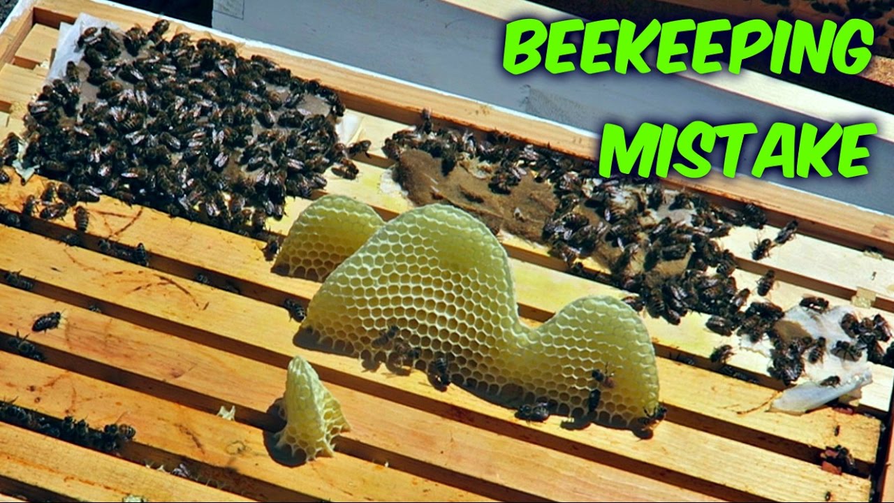 Bad Beekeeping Mistake