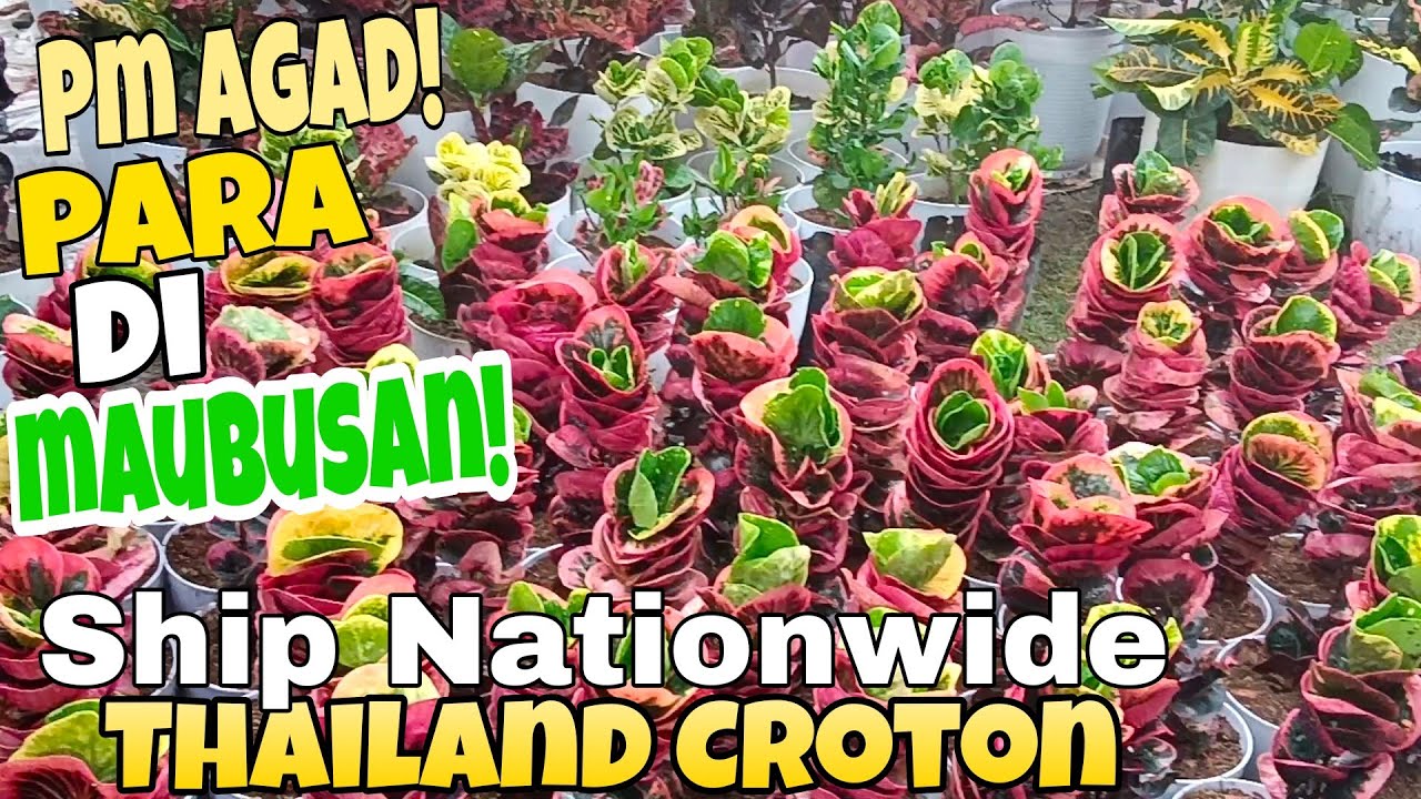 Thai Crotons Mas Malalaki na Red Rose Mabili!#garden #plants #thailand #rare Malaking Tatiao Silang