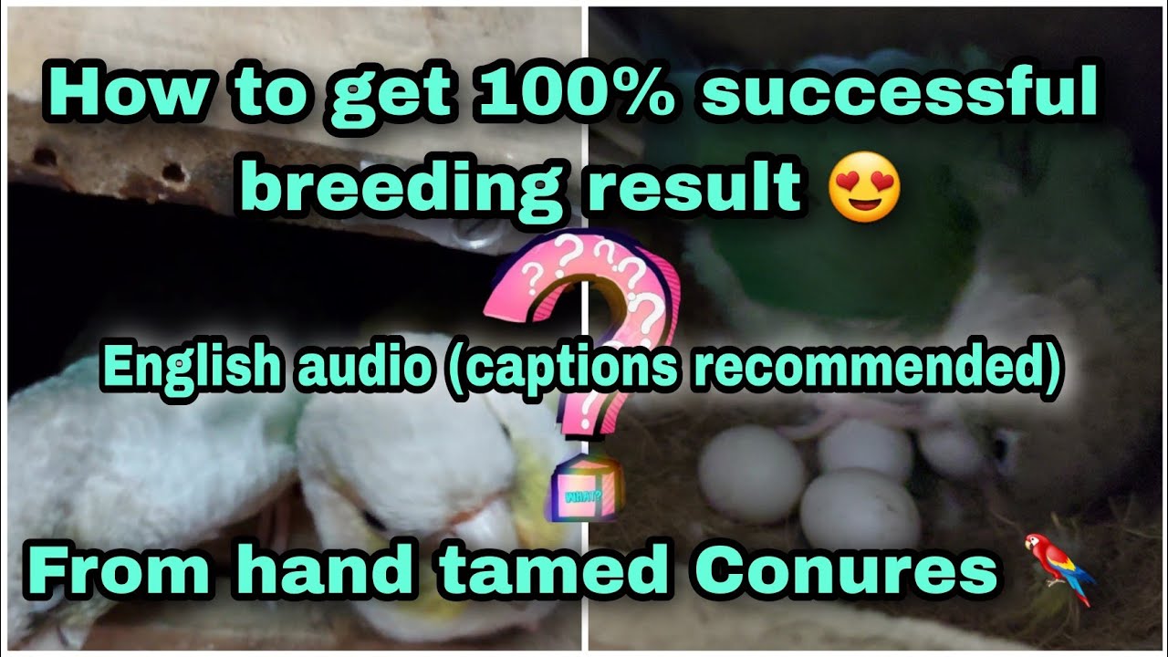Breeding tamed Conure explained step by step with proof || 100% fertile eggs || English || India