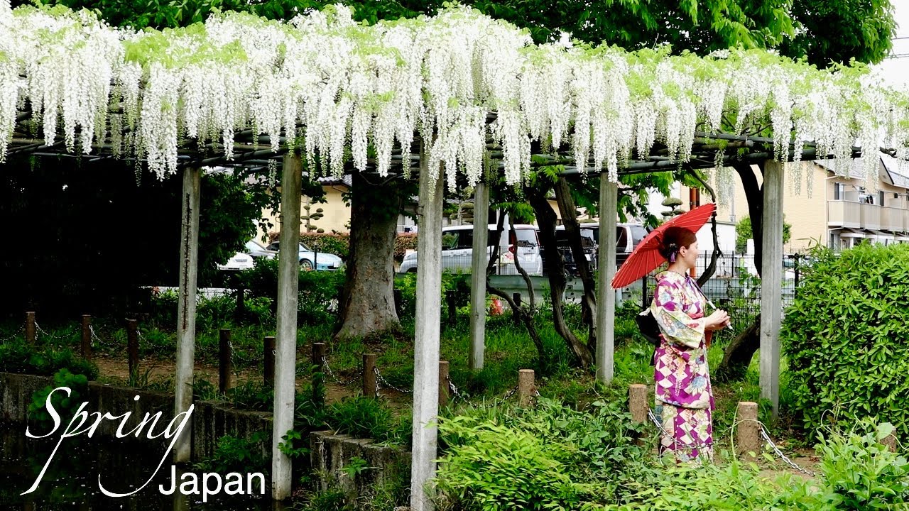 450 Year old Wisteria flowers blooming and Japanese festival in Kazo Saitama Japan | #explorejapan