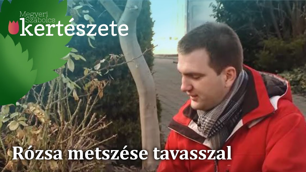 Rózsa metszése tavasszal