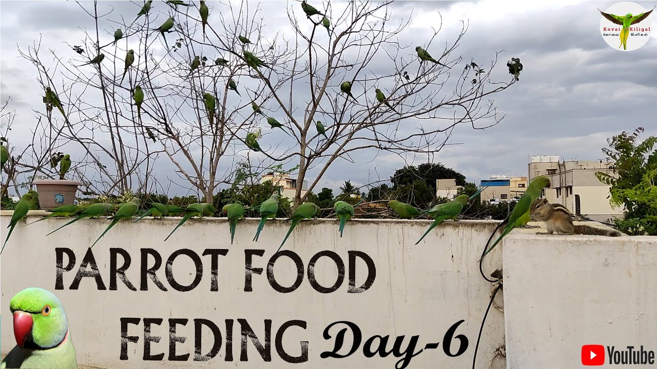 Parrot Food Feeding Day-6 / #கோவைகிளிகள் / #kovaikiligal / #பச்சைக்கிளி /#nature /#coimbatore