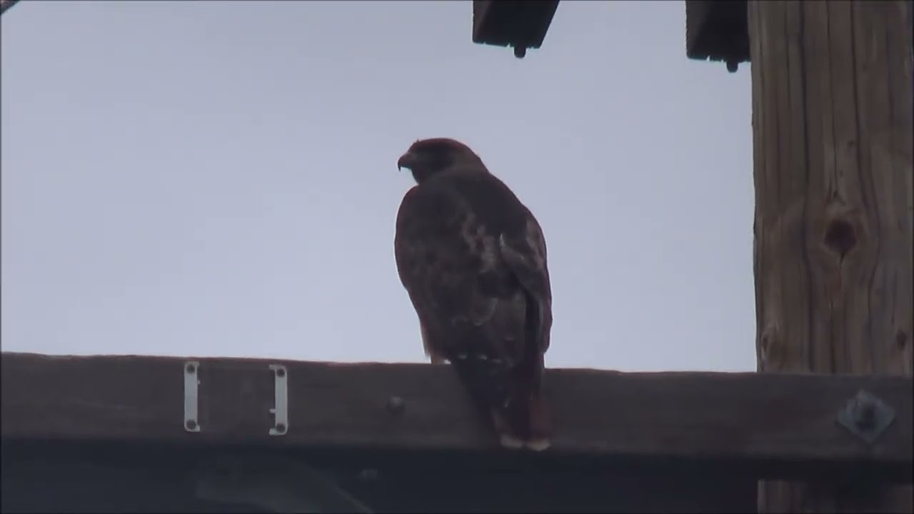 What the Hawk Says--Listen for a voice like gruff, coarsely huffing air spoken with a staccato beat.