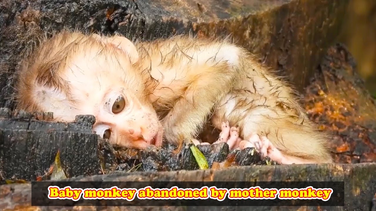 The little monkey was abandoned, it looked so sad and pitiful.
