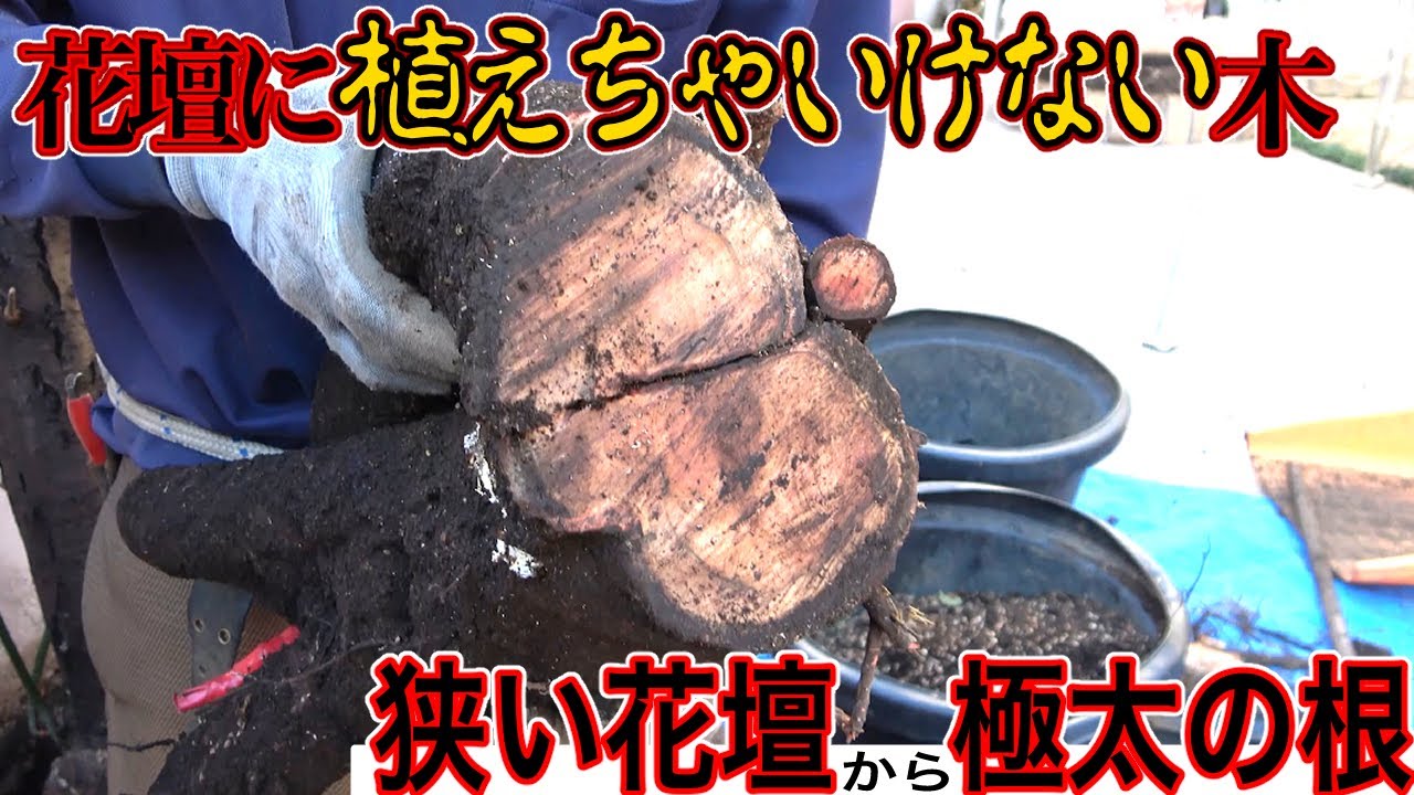 【小さな花壇で6m超に育った木】花壇に植えて16年後のジューンベリーとプルーンの末路に一同仰天【タダで抜かせてくださいプロジェクト】