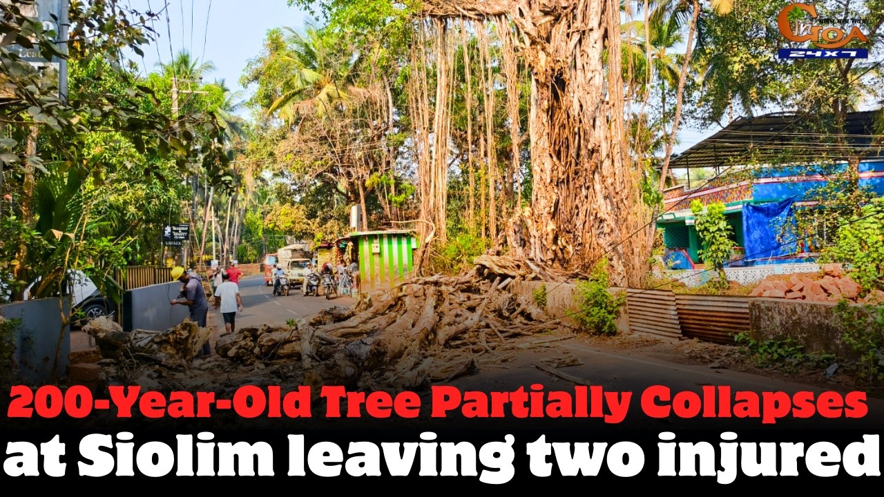 200-Year-Old Tree Partially Collapses at Siolim leaving two injured