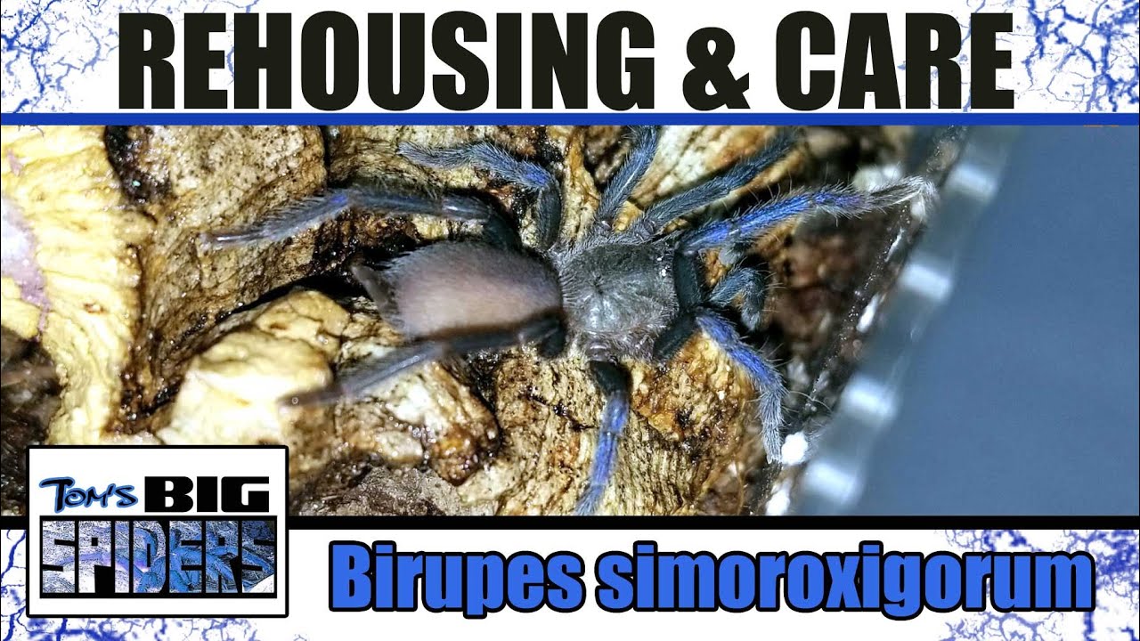Birupes simoroxigorum Rehousing and Care Notes