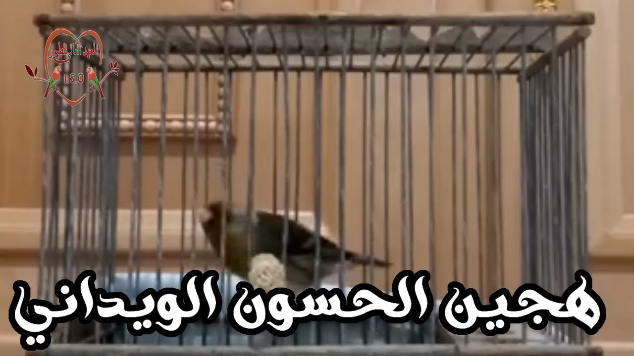 هجين الحسون الويداني