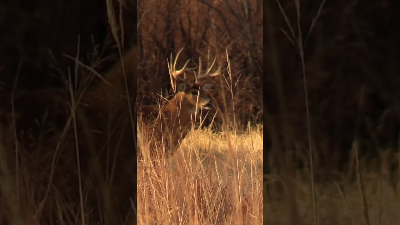 Big Bucks | Minnesota Deer Hunts 