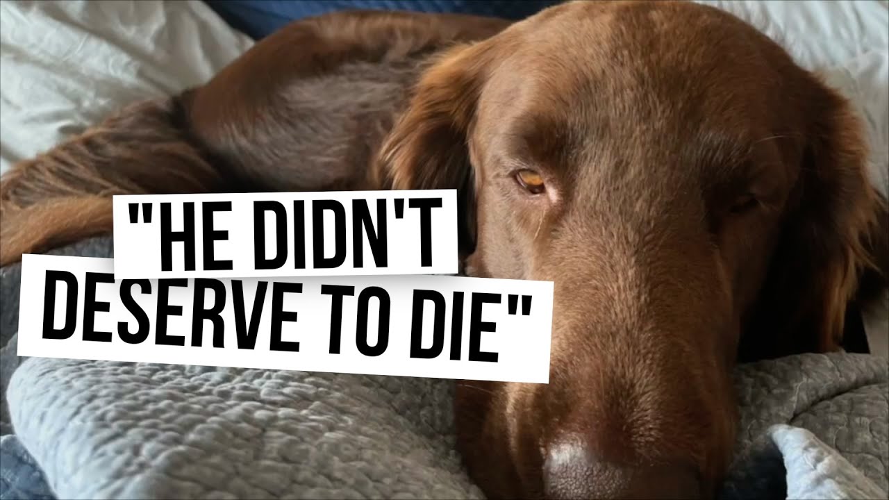 'We can do better': Why Florida families are pushing for more stronger animal cruelty laws