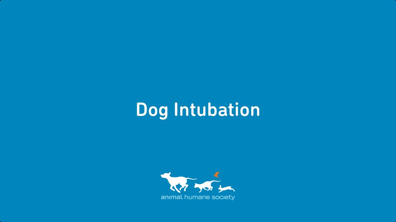 Dog Intubation