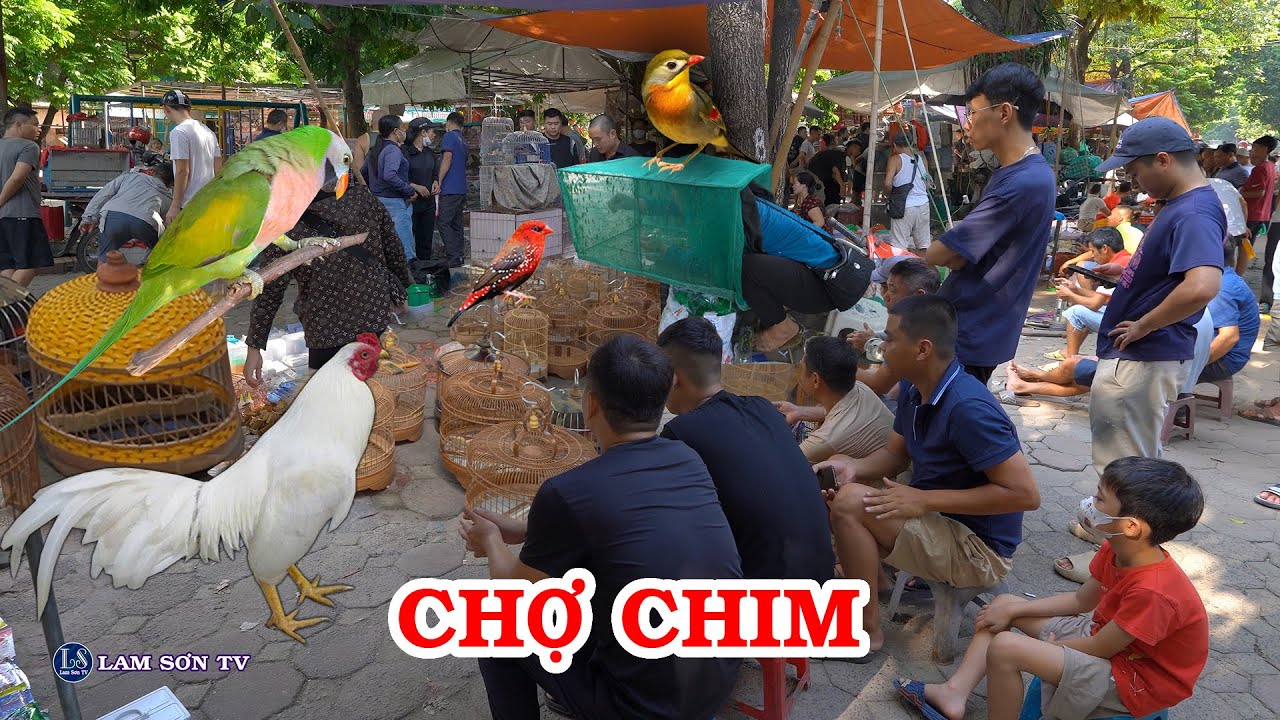Chợ chim Hà Đông: Chợ phiên hiếm có của Hà Nội | LAM SƠN TV