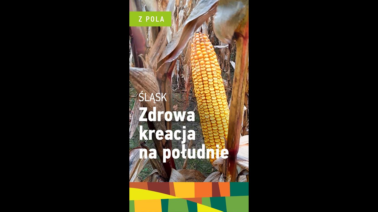 Oto zdrowa kreacja na południe Polski | Kukurydzy ziarnowa ES Creative FAO 240 | Euralis