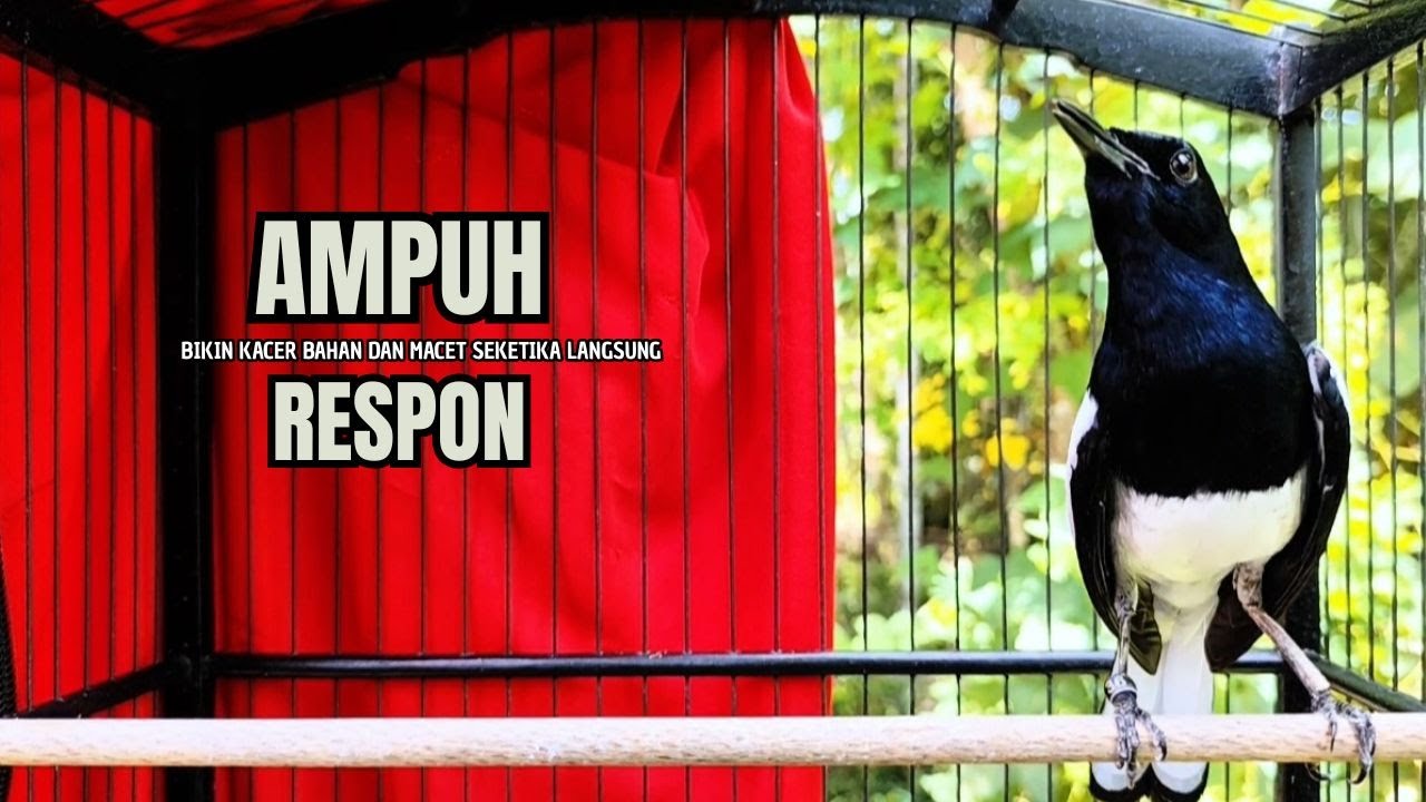 PANCINGAN KACER bahan SUSAH bunyi, KACER GACOR NGEPLONG bikin KACER MANAPUN ikut GACOR